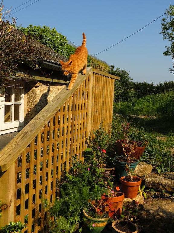 Borea Barn Vegetarian B&B St Ives Dış mekan fotoğraf