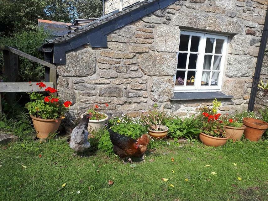 Borea Barn Vegetarian B&B St Ives Dış mekan fotoğraf